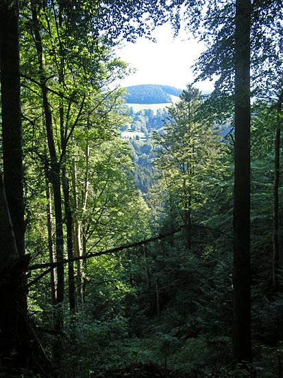 View through trees