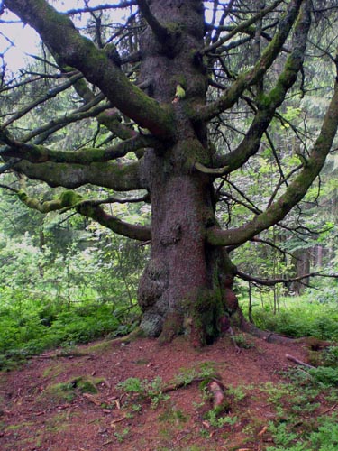 Ancient tree