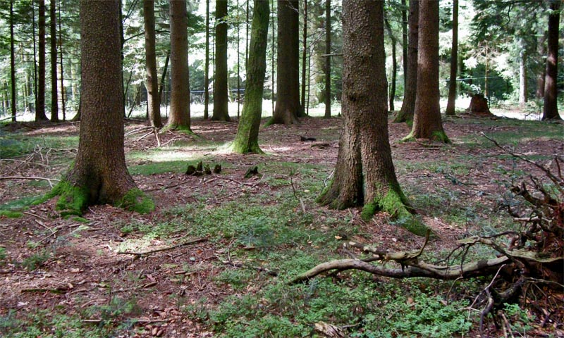 Descent through a wood