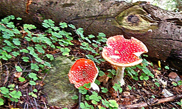 Toadstools along the track