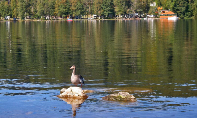 A first look across the Titisee lake