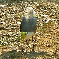 Male bird in aggressive stance
