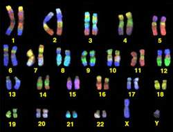 23 pairs of chromosomes, x= male sex, y= female sex