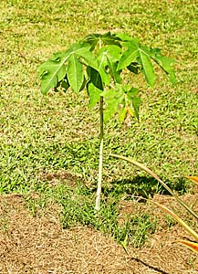 Young Pawpaw tree, 50 cm high