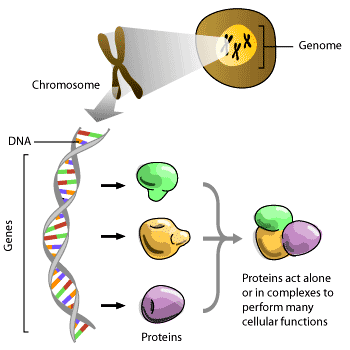 The genome