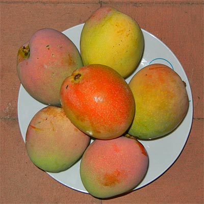 Mangos