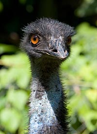 Emu, by Mark Cullenane, Darwin Camera Club