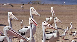 Pelicans at Lake Eyre, South Australia