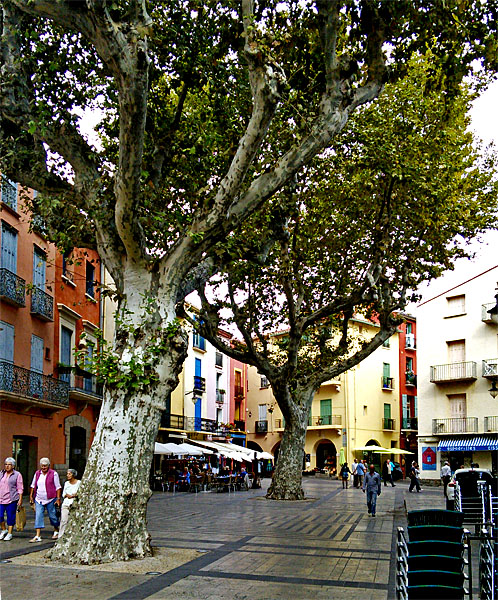 Ancient trees in Collioure