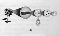 Electrons and Quarks are tiny strings