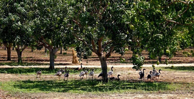 Mango geese in Darwin