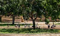 Mango geese in Darwin