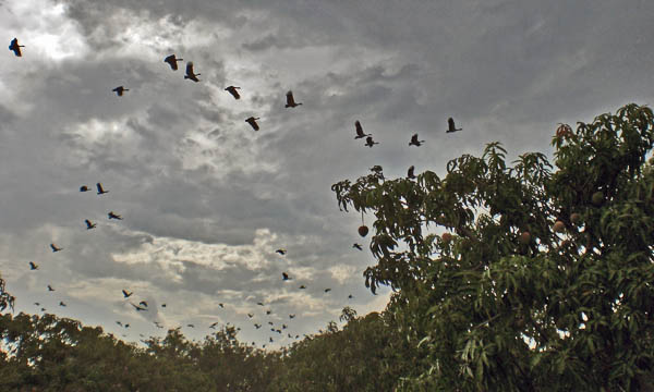 Mango geese in flight