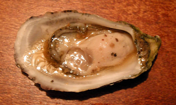 Coffin Bay Oyster