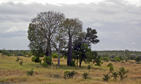 Boab trees, Morven - Blackall