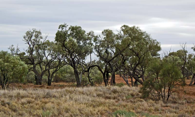 Trees 80 km S of Cloncurry