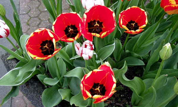 Tulips along Boppard's Rheinallee