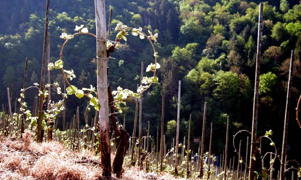 First leaves on the wine stalks