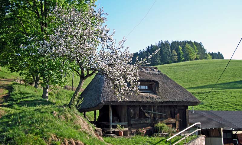 Water wheel with apple tree at Heitsmanzhof