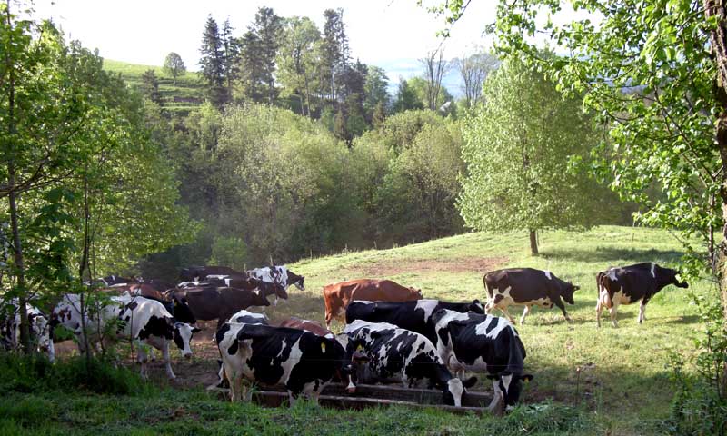 Cows let into the pasture, Heitzmannshof