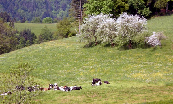 Apple trees on the Hietzmannshof farm