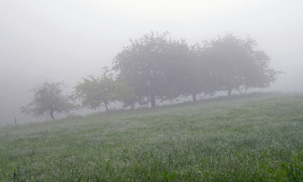 Apple trees in the clouds, St. Peter