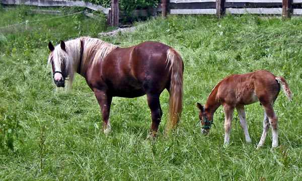 Schwarzwalder horses