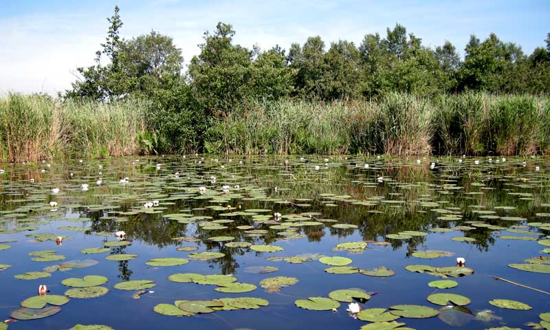 The Weerribben, Holland