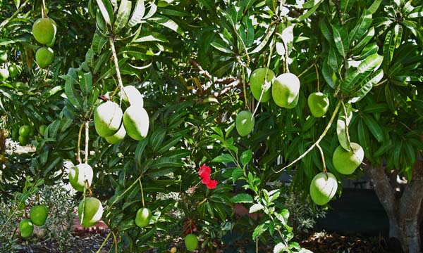 Ripening mangos, Darwin