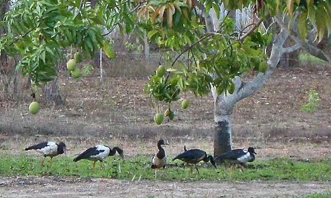 Mango geese inspecting the fruit