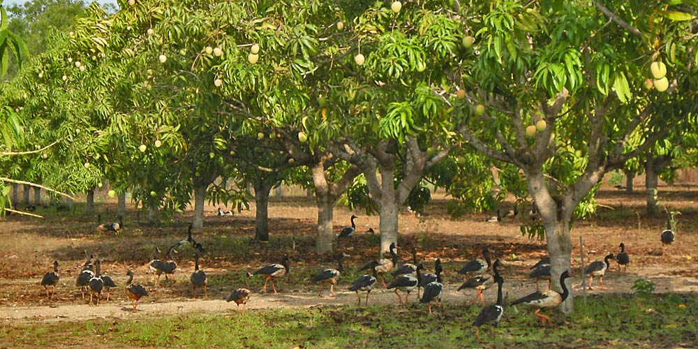 Mango geese on our farm
