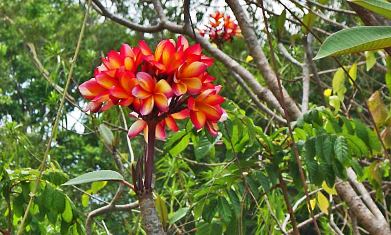 Tropical flower