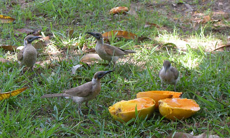 Mago feast for the birds