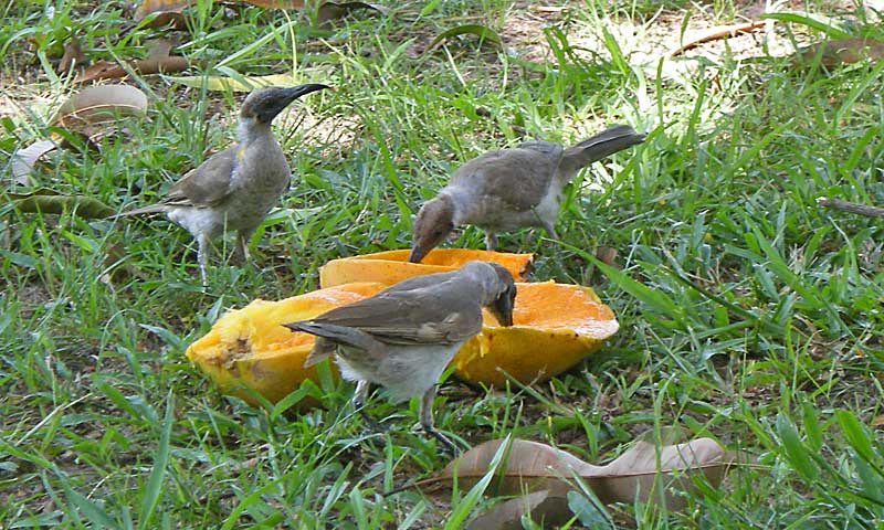 A mango feast for the birds