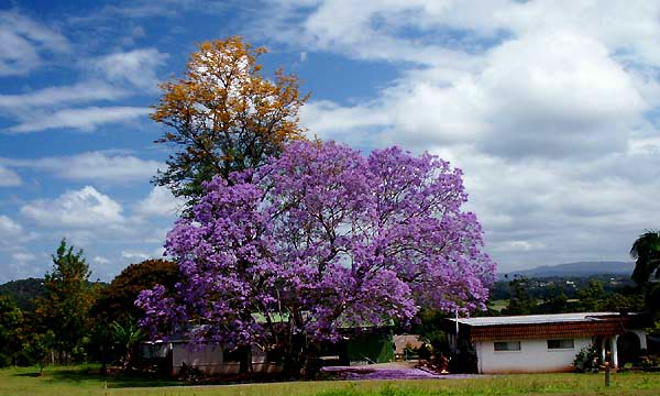 Jacaranda in full bloom