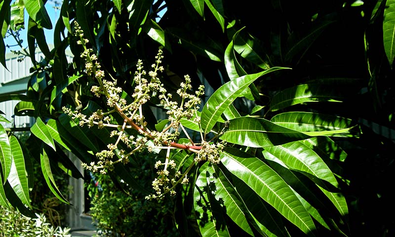 Mango tree buds, ready to burst into bloom