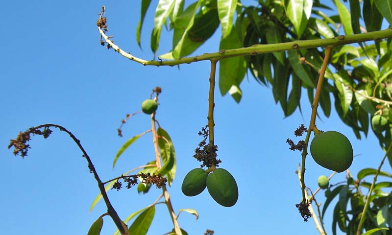 Growing mango fruit