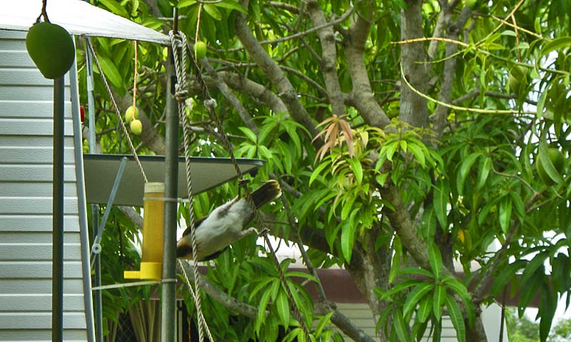 Honey eater drinking from Rick's bird feeder