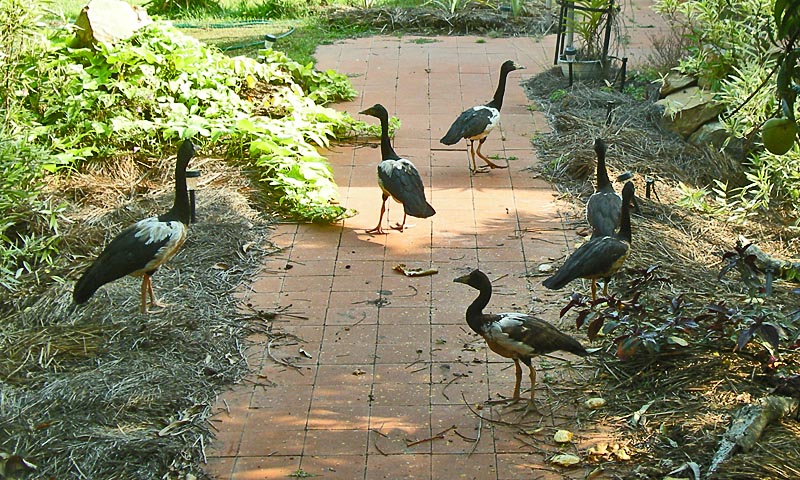Mango geese in front of my cabin