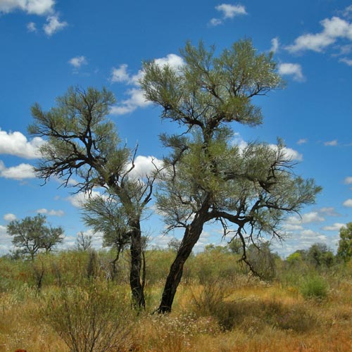 Eccentric tree in Central Australia