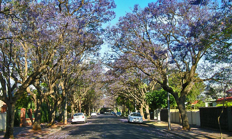 Blooming Jacaranda trees in Adelaide, 2010
