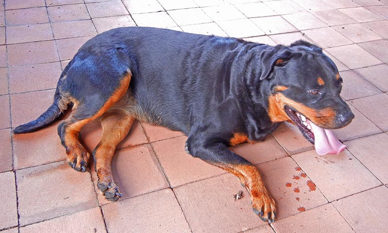 Roxy, out Mango fam dog