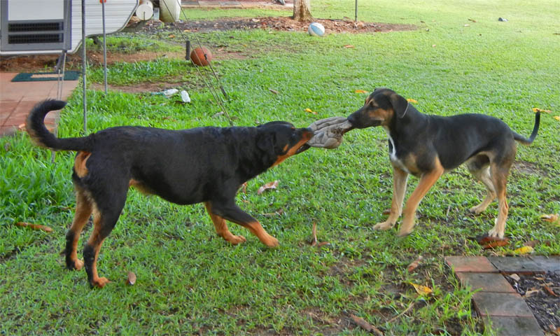 Roxy and young Chase at play