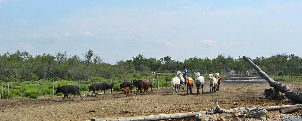 Bulls and white horses in the Camargue