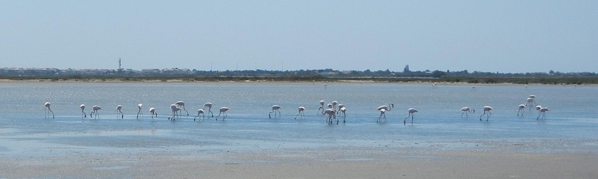 Flamingos, Saintes Maries in the backgound