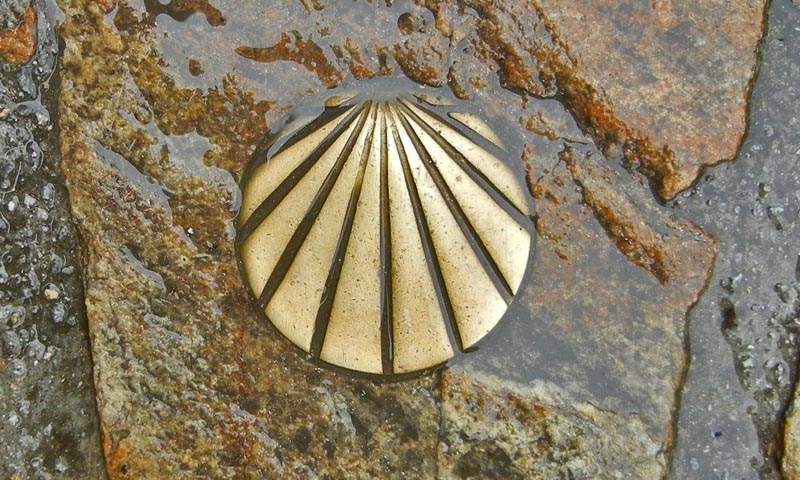 Shell in the Camino pavement