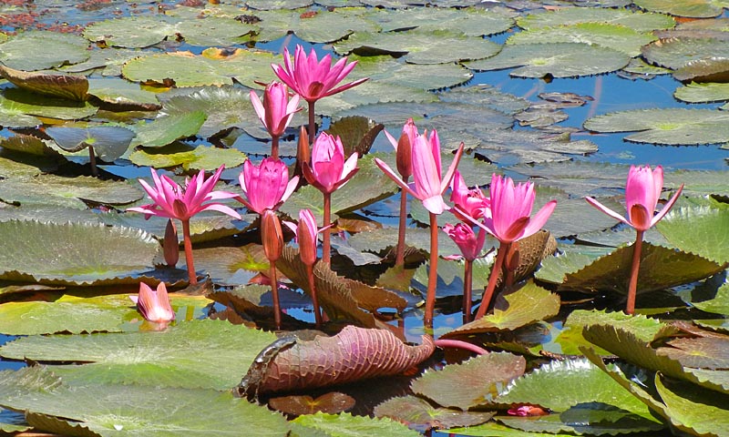 Water lilies in a Durack park lagoon