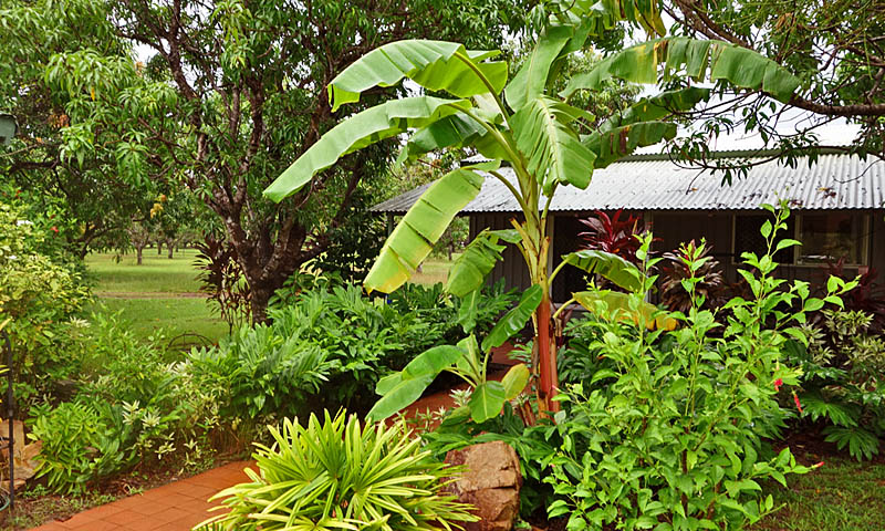 Banana tree in front of my cabin