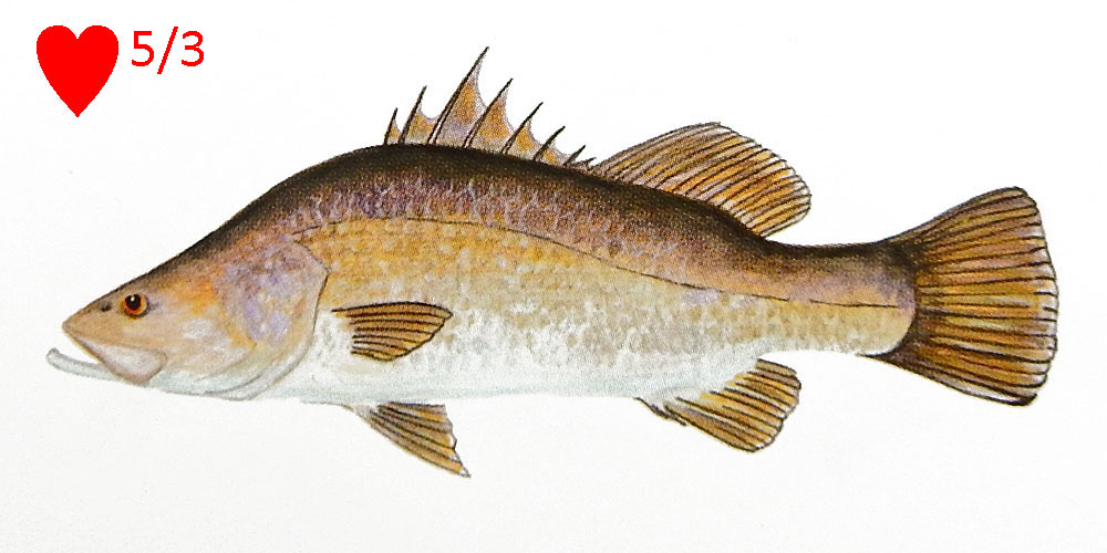 Barramundi