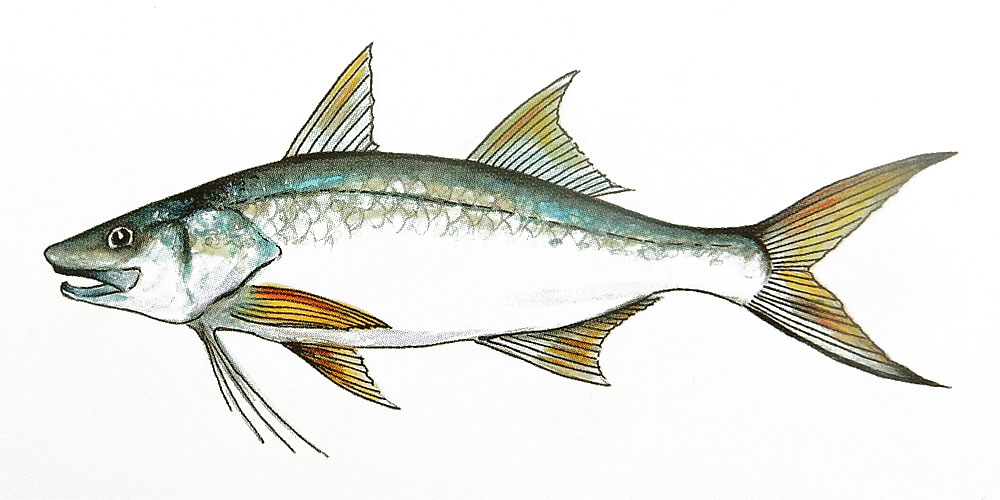 Threadfin Salmon